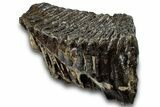 Fossil Woolly Mammoth Molar - Siberia #260363-1